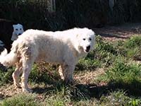 abruzzese mastiffs